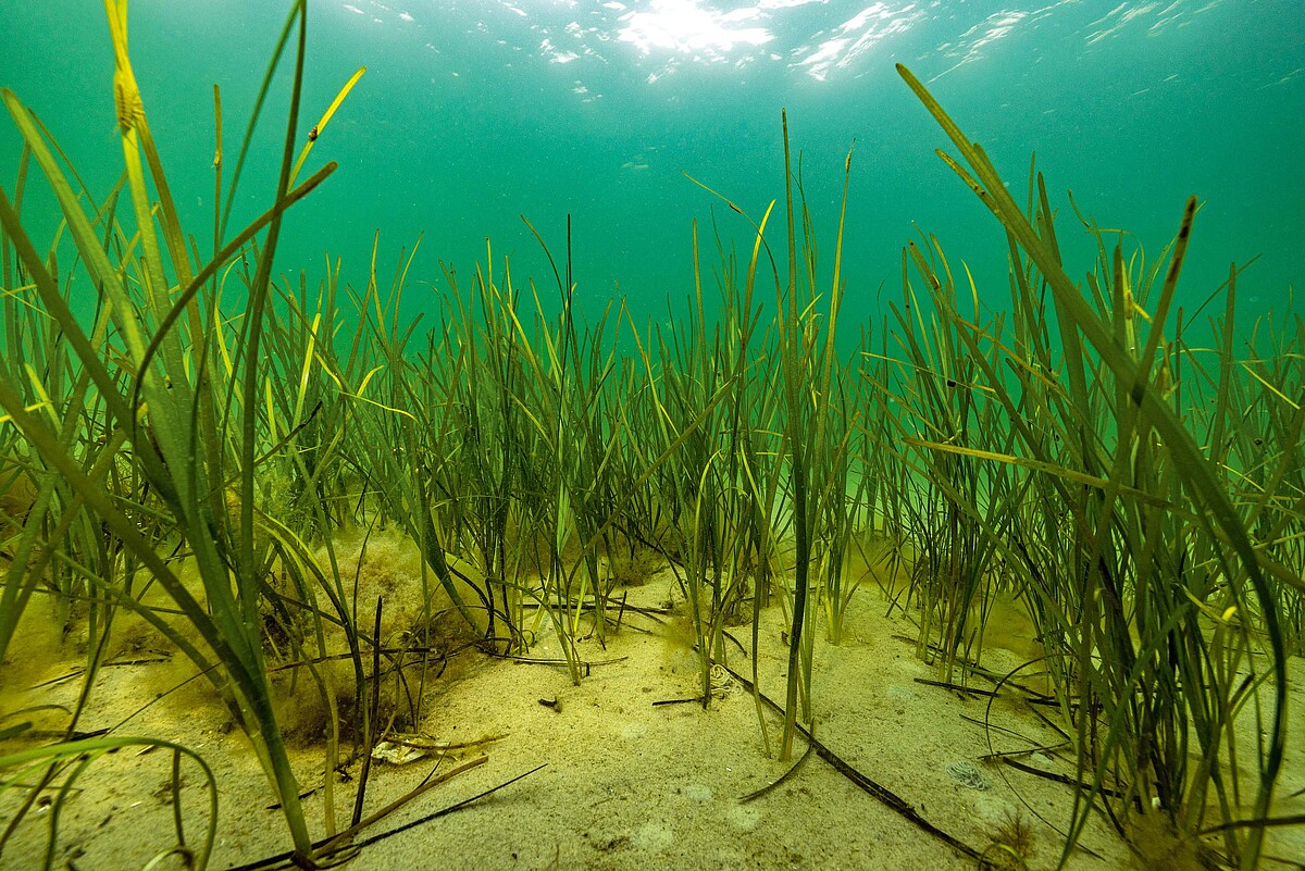 Viele Pflanzenhalme recken sich unter Wasser dem Licht entgegen.