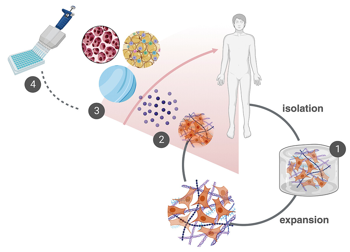 Die Grafik stellt menschliche Stammzellen und Zellkulturen dar, aus denen Knorpel-, Fett- und Knochengewebe entstehen, die im Labor weiterverwendet werden.