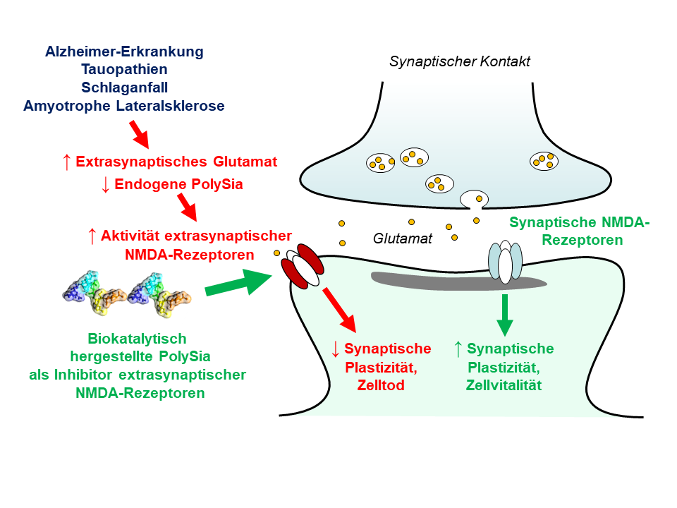 Die Grafik veranschaulicht den Mechanismus der PolySia-Wirkung anhand von Symbolen, Pfeilen und Stichworten.