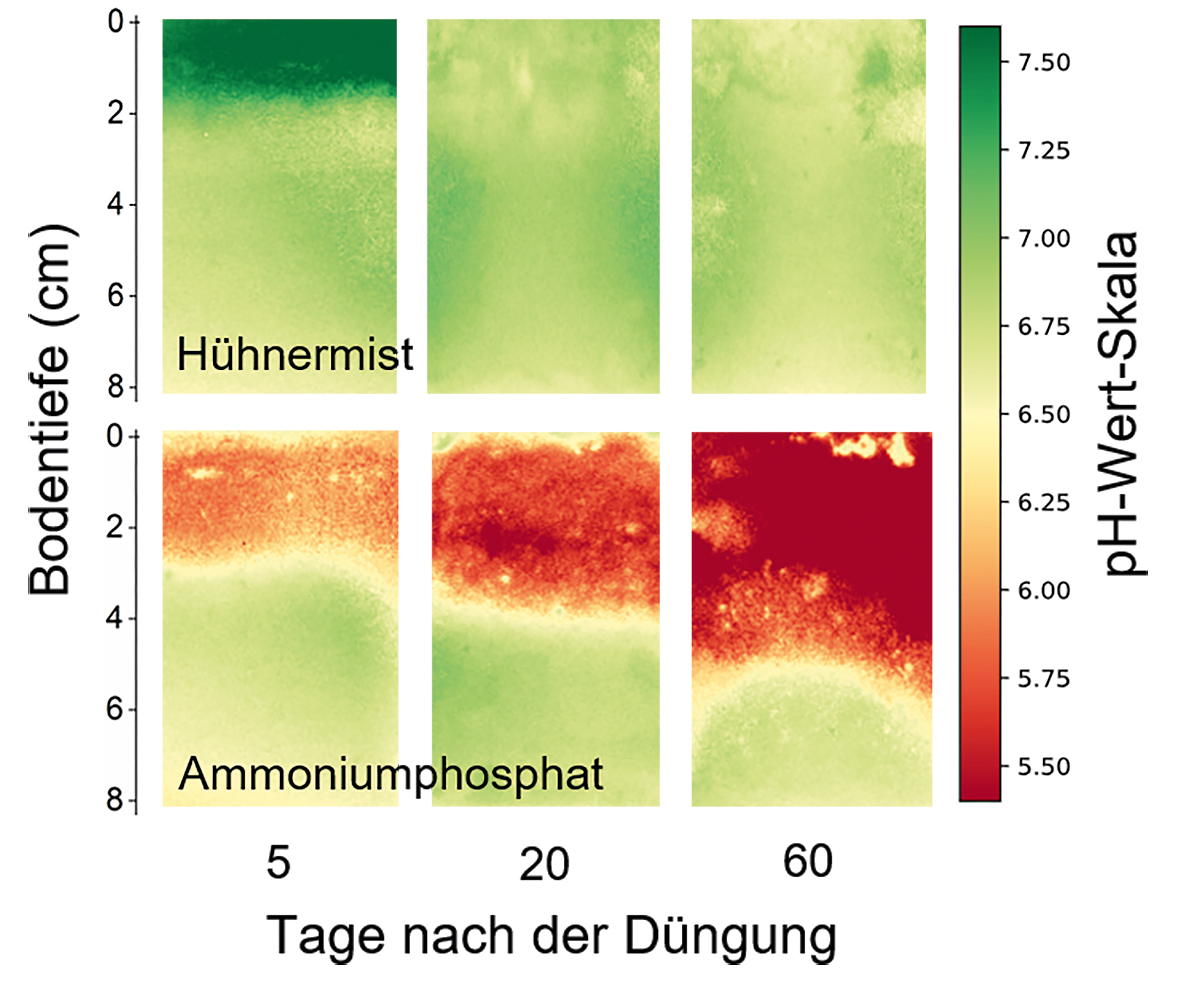 Eine Farbskala visualisiert der Auswirkungen zwei verschiedener Stickstoffdünger auf den pH-Wert in 0 bis 8 Zentimeter Bodentiefe nach 5, 20 und 60 Tagen.