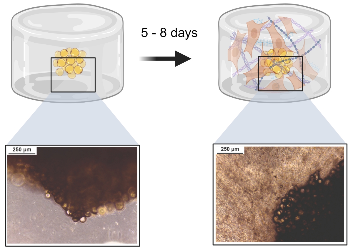 Zwei mikroskopische Bilder und schematische Grafiken veranschaulichen die Isolation von Stammzellen aus Fettgewebe.